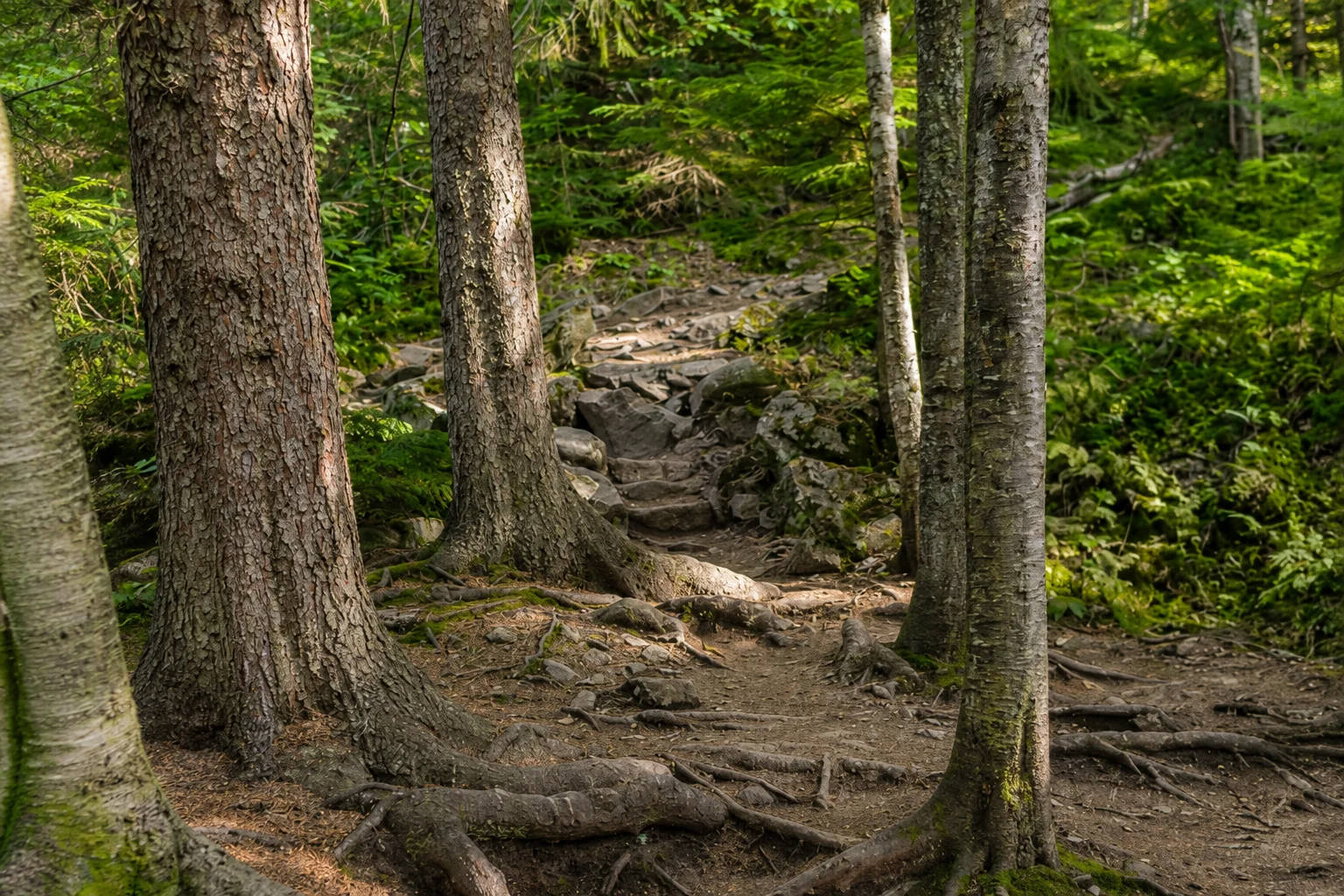 Dappled sunlight on a rocky forest trail winding through exposed tree roots.